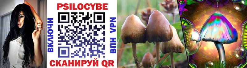 Купить  Сергач  Псилоцибиновые грибы Cubensis 